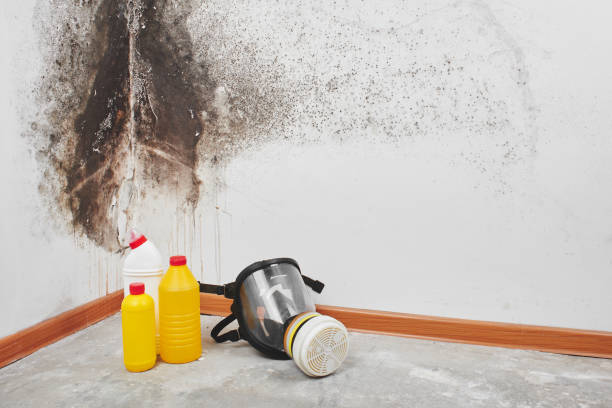 Professional Mold Remediation in Roessleville, NY