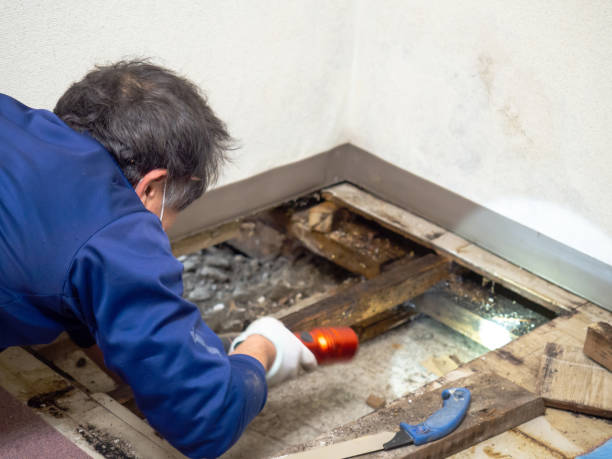 Best White Mold Remediation in Roessleville, NY