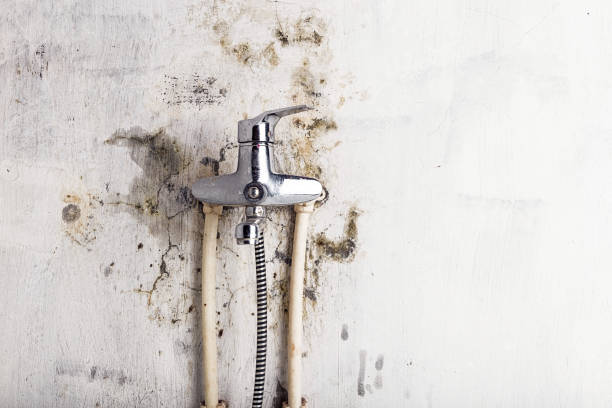 Best Commercial Mold Remediation in Roessleville, NY