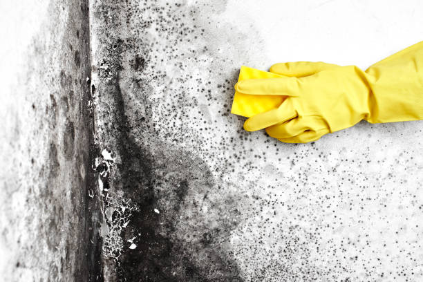 Best Industrial Mold Remediation in Roessleville, NY