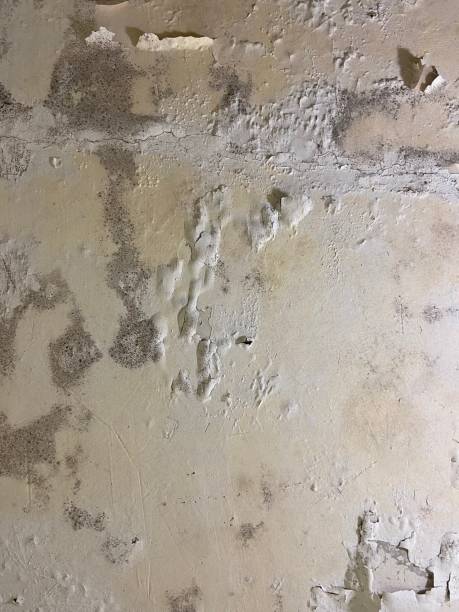 Best Black Mold Remediation in Roessleville, NY