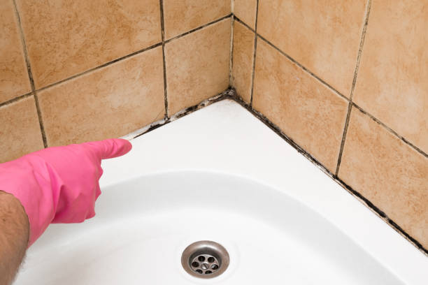 Best White Mold Remediation in Roessleville, NY